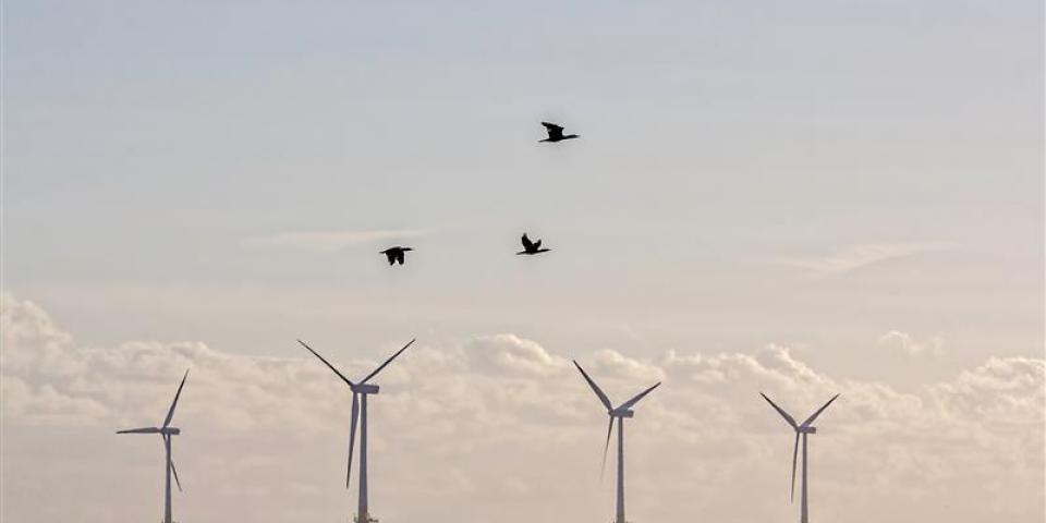 Birds flying in-between offshore wind installations