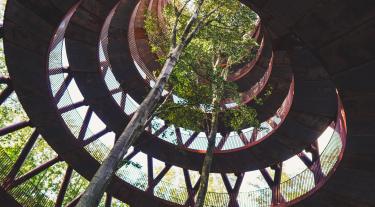 Trees inside building