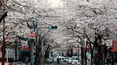 a street with cherry blossom in Kyoto, Japan