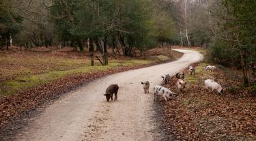 Pigs on a road