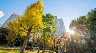 Shinjuku city with autumn trees