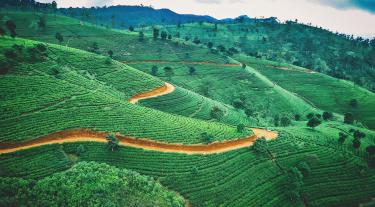 Sri Lanka tea plantation - view of green fields 